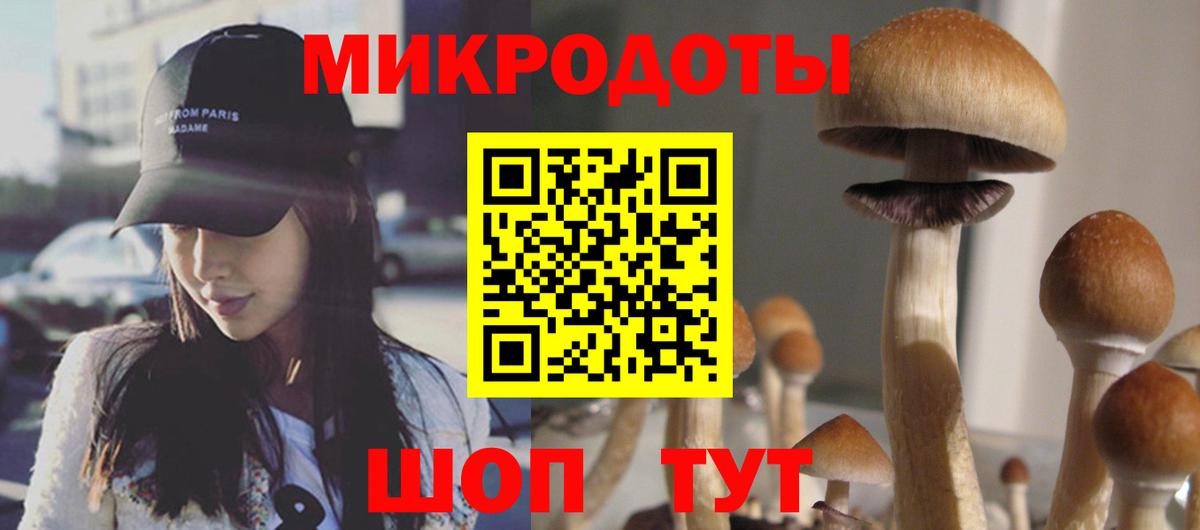 Псилоцибиновые грибы Psilocybe Димитровград